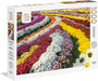 Jardin de chrysanthèmes 1000 mcx 